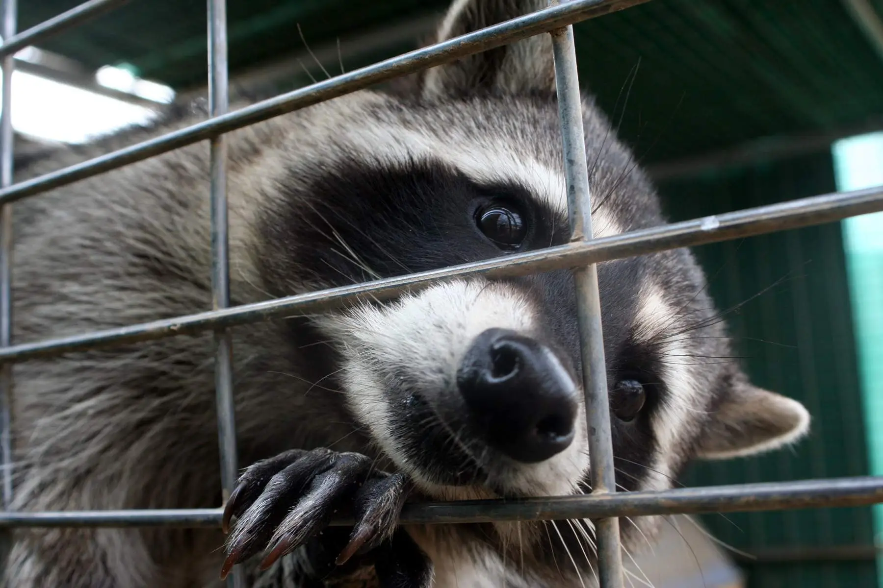Raccoon safely contained after a humane attic removal in West Georgia