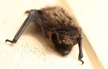 Close-up of a small bat with brown fur and black wings clinging to a light-colored surface.