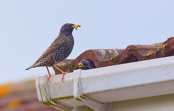 A bird with speckled feathers stands on a roof gutter holding an insect, while another bird's head is visible peeking out from under the gutter.