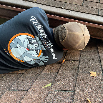 A person in a blue "Wildlife Removal" shirt and a beige cap is lying on a shingled roof, reaching into a metal gutter.