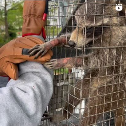 A raccoon, partially inside a metal cage, reaches out and touches a person wearing a gray sweatshirt and orange gloves.