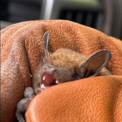 A small bat is nestled in a brown glove, showing its tiny fangs and closed eyes.