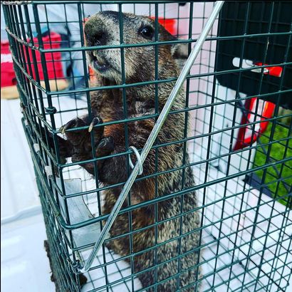 A groundhog is in an enclosed metal wire trap, standing on its hind legs and looking outside the cage.