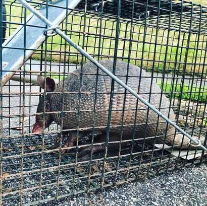An armadillo is trapped inside a metal cage on a paved surface with grass visible in the background.