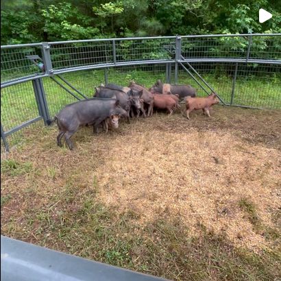 A group of pigs, consisting of both adult and young ones, are enclosed in a metal pen on grassy and dirt-covered ground.