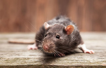 A black and white rat sits on a wooden surface with a blurred brown background.