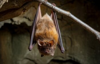 A bat hanging upside down in a home.