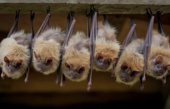 A group of bats within a residence.